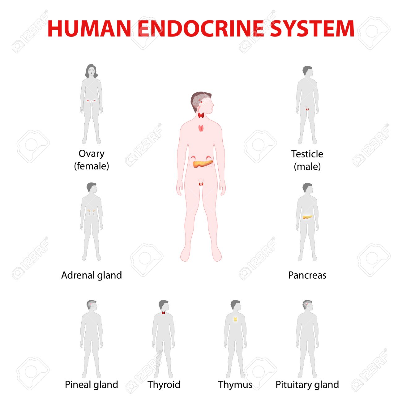 Cuales son las principales glandulas endocrinas del cuerpo humano
