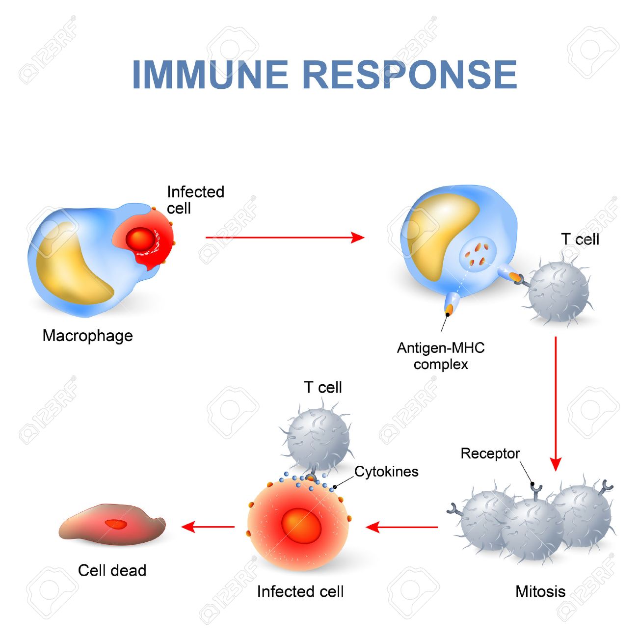 cell mediated immunity t lymphocytes do not secrete antibodies cell mediated response