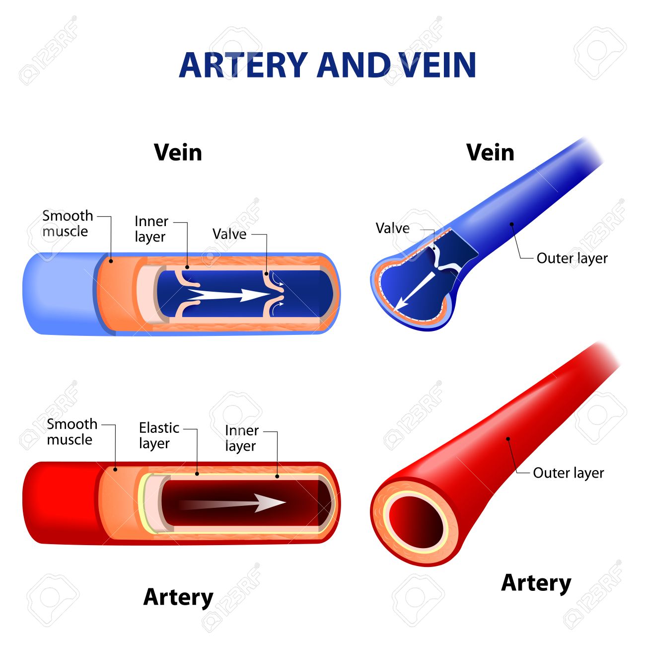 artery and vein. Circulatory system. Red indicates oxygenated blood, blue indicates - 56717101 artery and vein. Circulatory system. Red indicates oxygenated blood, blue indicates - 56717101