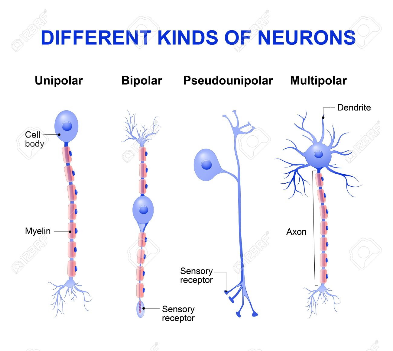 Diferentes Tipos De Neuronas Estructura De Una Neurona Típica Ilustraciones Vectoriales Clip Art Vectorizado Libre De Derechos Image 56921153