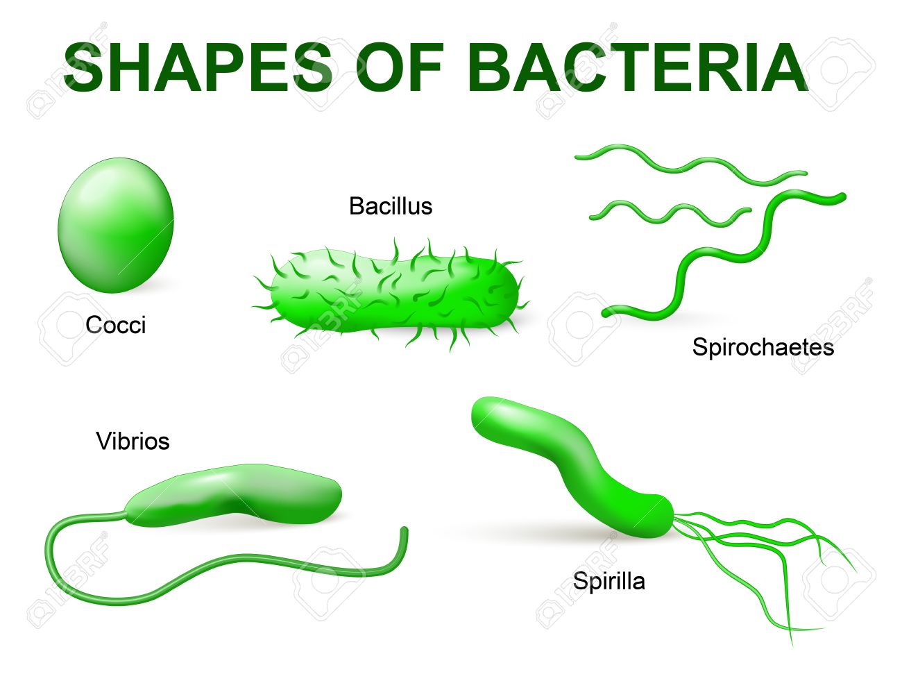 Common Bacteria Infecting Human. Illustration. Bacteria Are Classified Into  5 Groups According To Their Basic Shapes: Spherical (cocci), Rod (bacilli),  Spiral (spirilla), Comma (vibrios) Or Corkscrew (spirochaetes). Royalty  Free SVG, Cliparts, Vectors,, image size:1300x981
