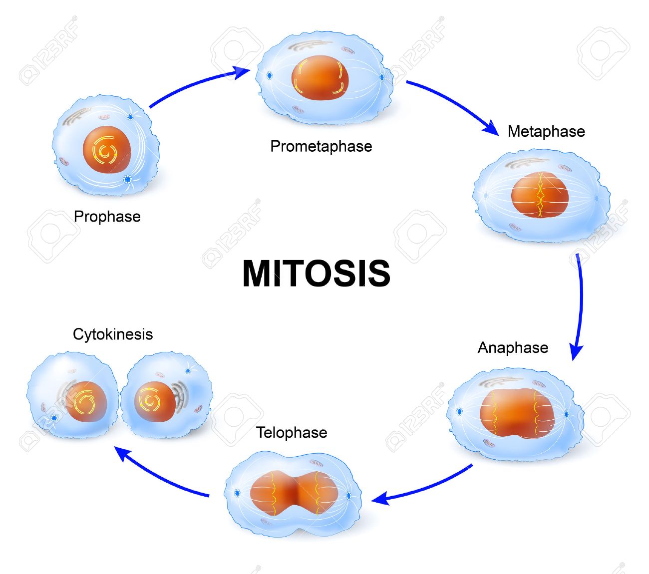 cell division mitosis scheme royalty free cliparts vectors and