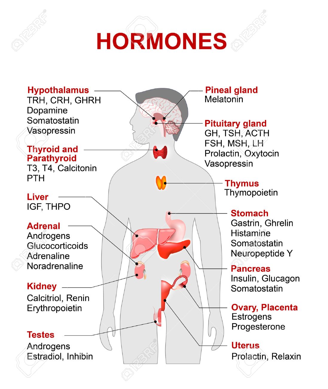 Glandulas hormonas y sus funciones