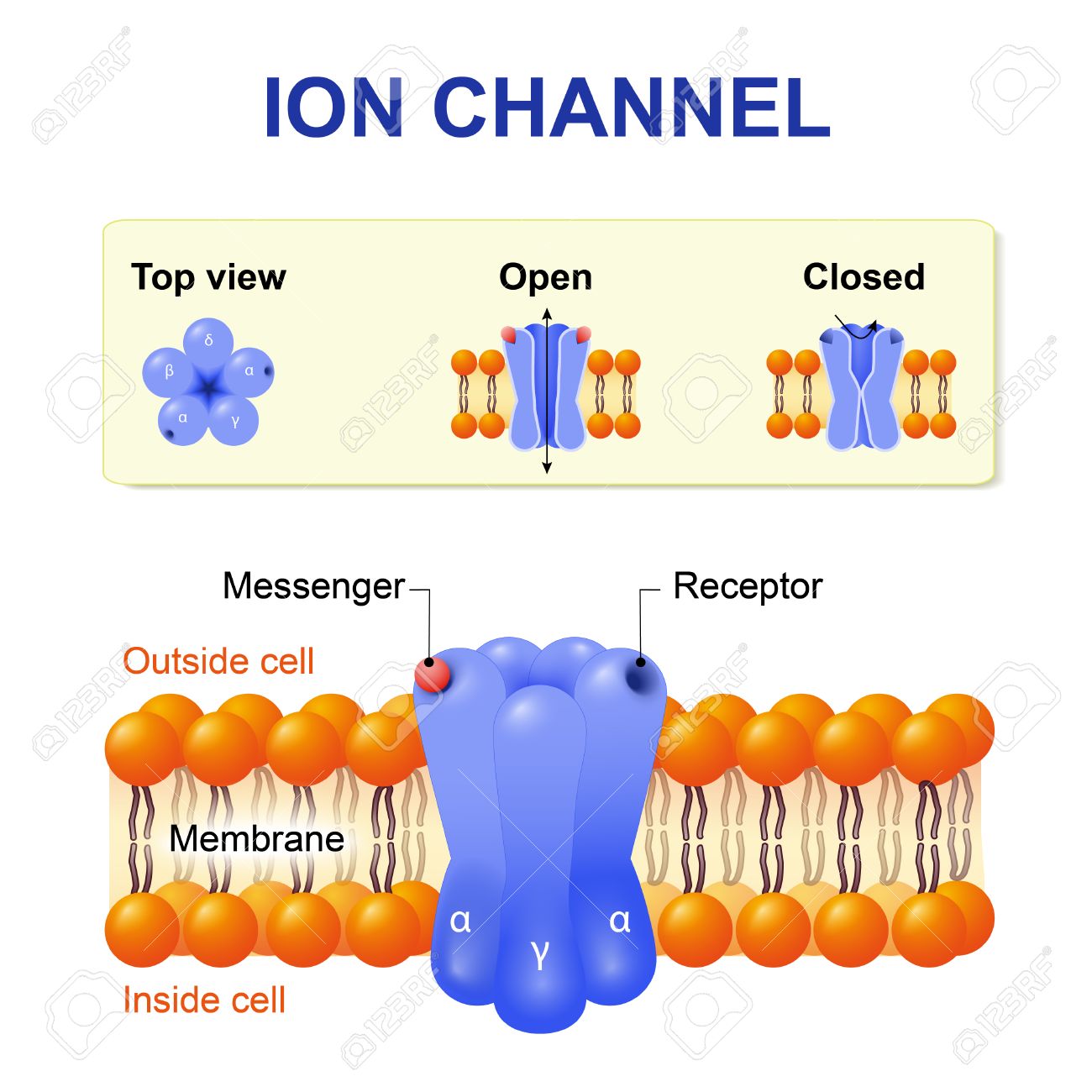 free ion