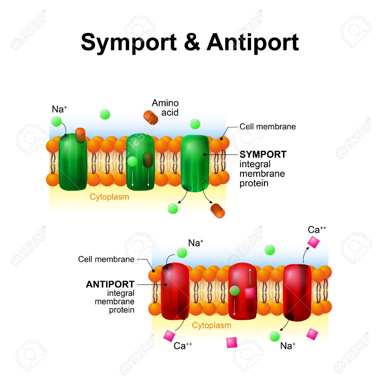 Symport And Antiport Are An Integral Membrane Protein Cell Membrane Transport System How It Works Royalty Free Cliparts Vetores E Ilustracoes Stock Image 63923733