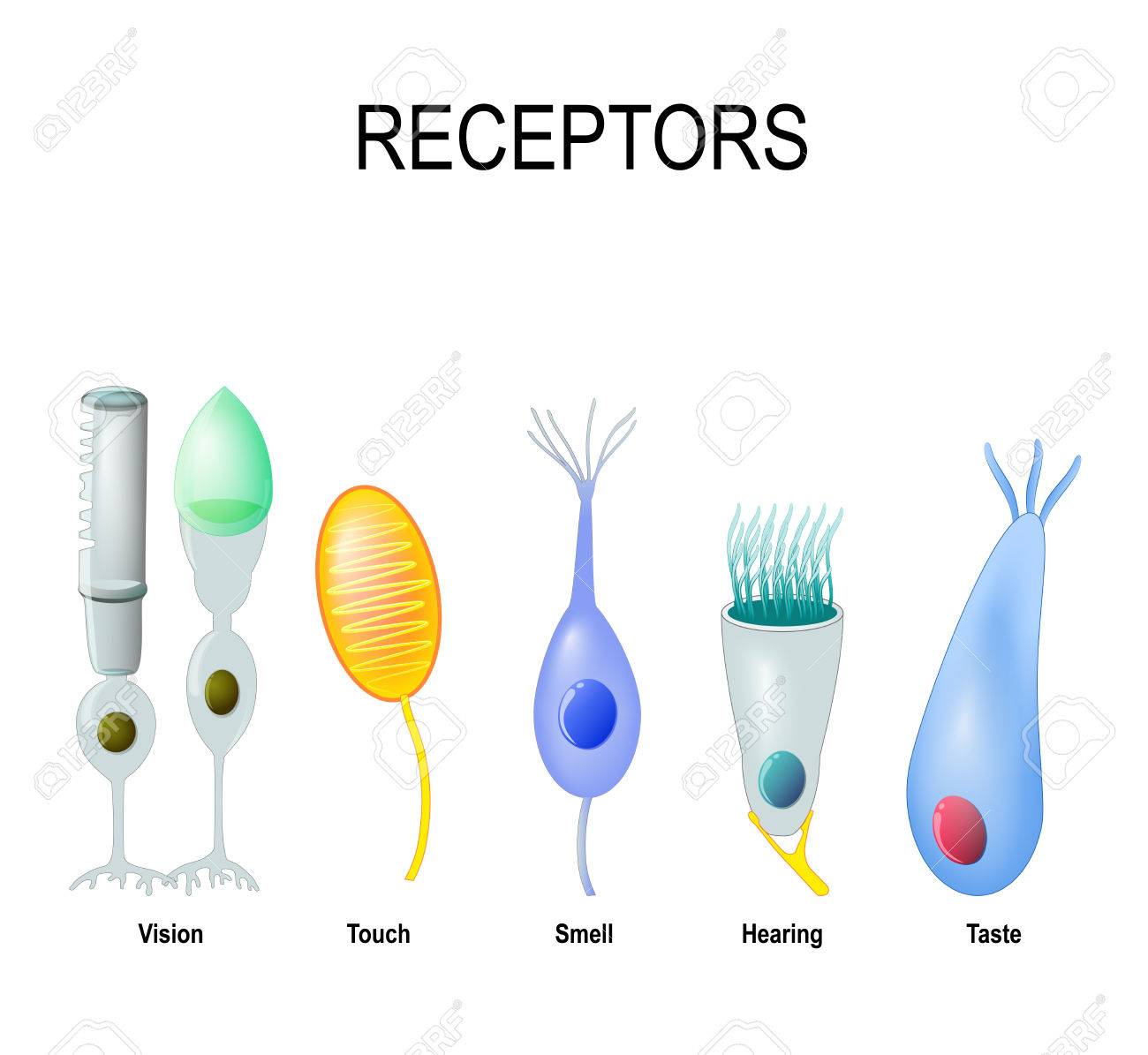 Receptor Cells Rod And Cone Vision Meissner S Corpuscle Touch Royalty Free Cliparts Vectors And Stock Illustration Image 70974461