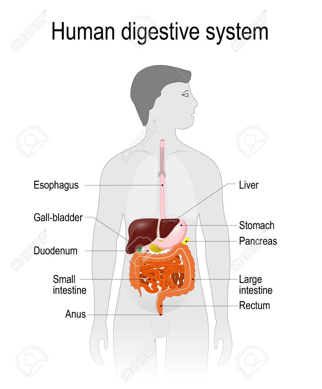 人間の消化器系や消化管 ラベル付けされます 人間の体内で消化管の場所です 人のシルエット ベクトル イラスト 簡単に編集するには のイラスト素材 ベクタ Image