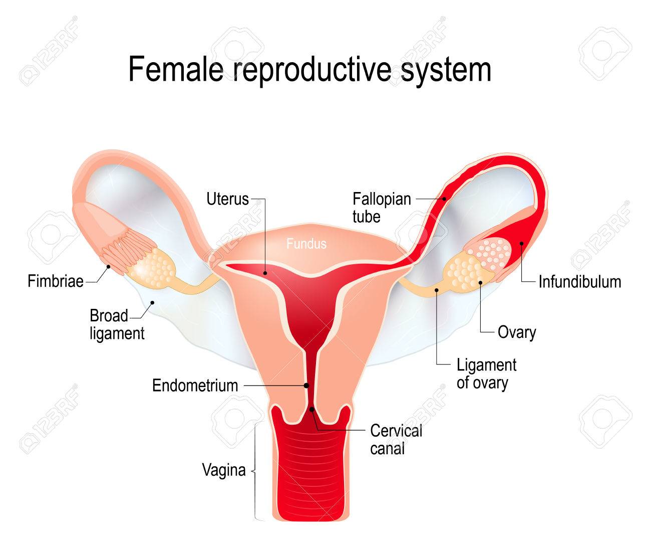 Female Reproductive System Internal Sex Organs Uterus With Royalty Free Cliparts Vectors And Stock Illustration Image 73031134