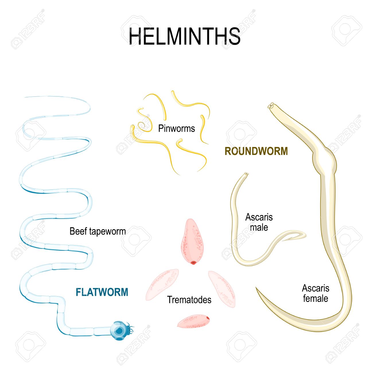 Stádiumú helmintus fejlesztése