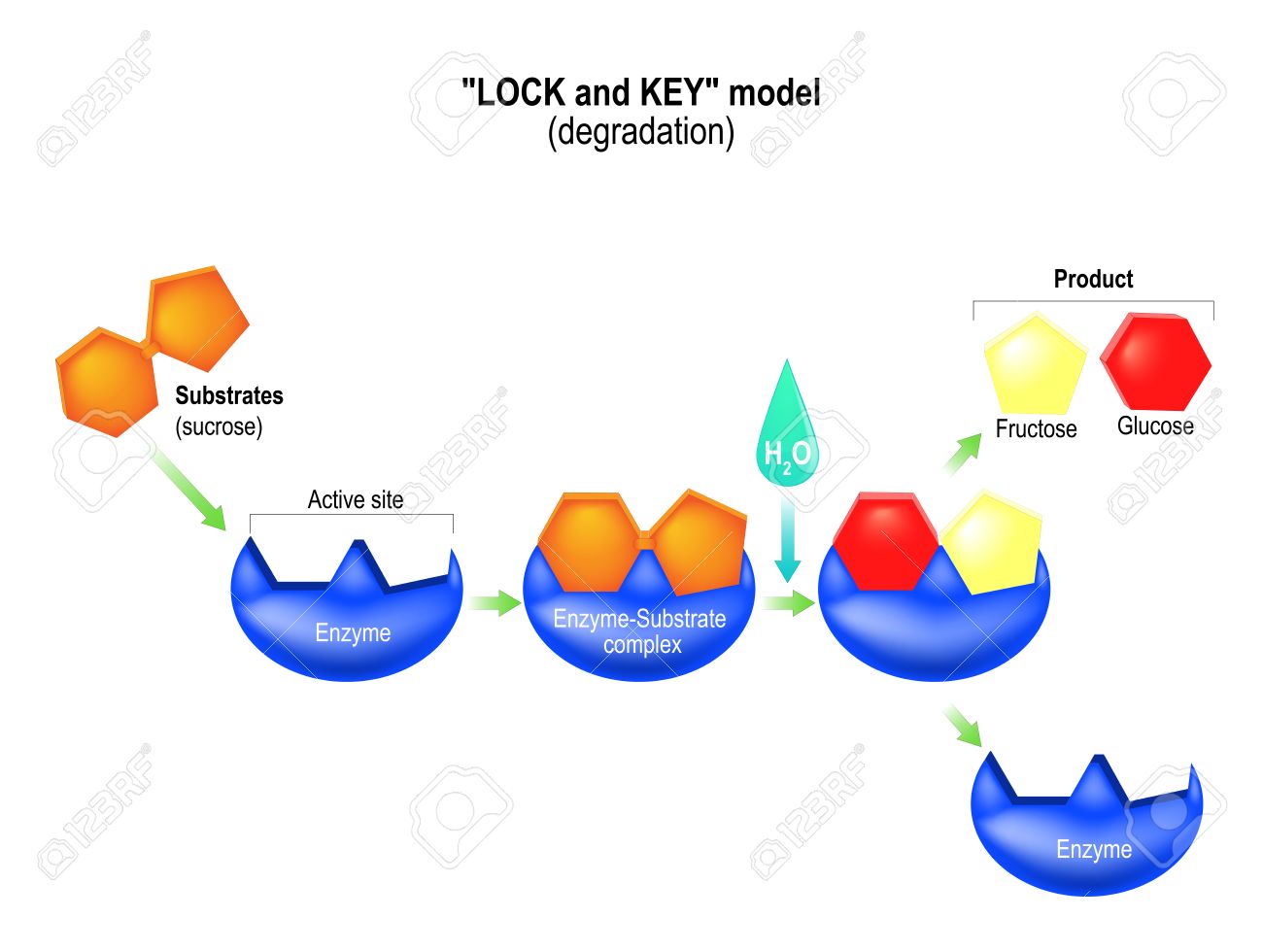 Lock And Key Model Degradation Metabolic Processes Enzyme Substrate Complex Substrate Product And Active Site Royalty Free Cliparts Vectors And Stock Illustration Image 75407657