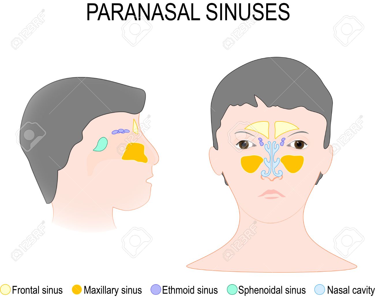 paranasal sinuses