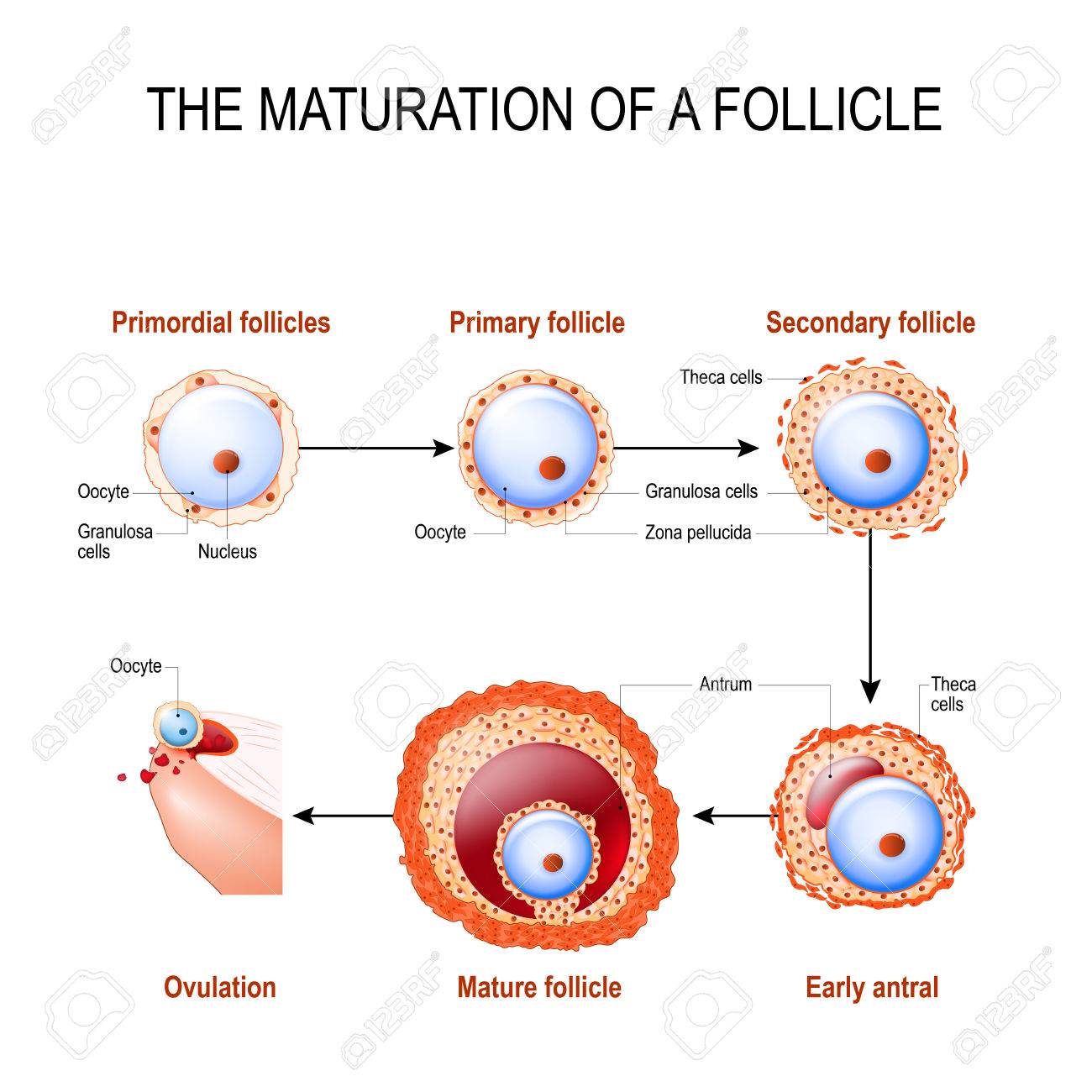 maturation of a follicle diagram of folliculogenesis royalty free
