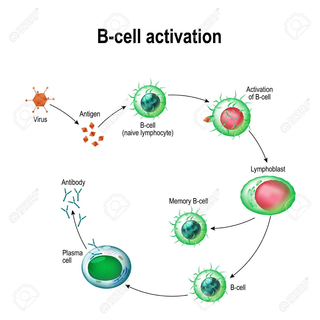 Aktivierung Von B Zell Leukozyten Lymphoblast Aktivierung B Zelle Gedachtnis Virus Plasmazelle Antikorper Antigen Naiver Lymphozyten Lizenzfrei Nutzbare Vektorgrafiken Clip Arts Illustrationen Image 84931037 Aktivierung Von B Zell Leukozyten Lymphoblast Aktivierung B Zelle Gedachtnis Virus Plasmazelle Antikorper Antigen Naiver Lymphozyten Lizenzfrei Nutzbare Vektorgrafiken Clip Arts Illustrationen Image 84931037