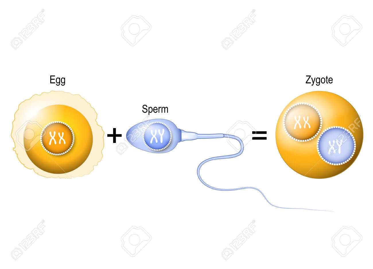 fertilization egg and sperm Gay porn converse hightops