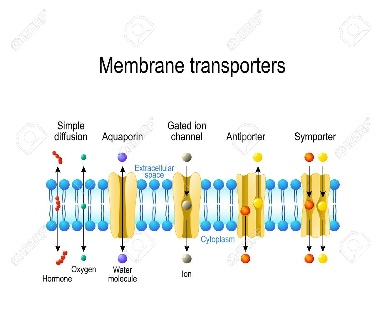 Mechanisms for the transport of ions and molecules across cell membranes. Types of a channel in the cell membrane: simple diffusion, Aquaporin, Gated ion channel, Symporter and Antiporter - 85898434 Mechanisms for the transport of ions and molecules across cell membranes. Types of a channel in the cell membrane: simple diffusion, Aquaporin, Gated ion channel, Symporter and Antiporter - 85898434