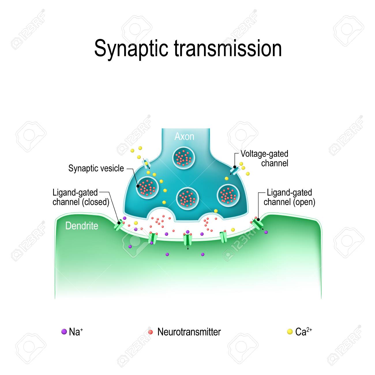 Synaptic transmission. Structure of a typical chemical synapse. Neurotransmitter release mechanisms. Neurotransmitters are packaged into synaptic vesicles transmit signals from a neuron to a target cell. - 89478665 Synaptic transmission. Structure of a typical chemical synapse. Neurotransmitter release mechanisms. Neurotransmitters are packaged into synaptic vesicles transmit signals from a neuron to a target cell. - 89478665