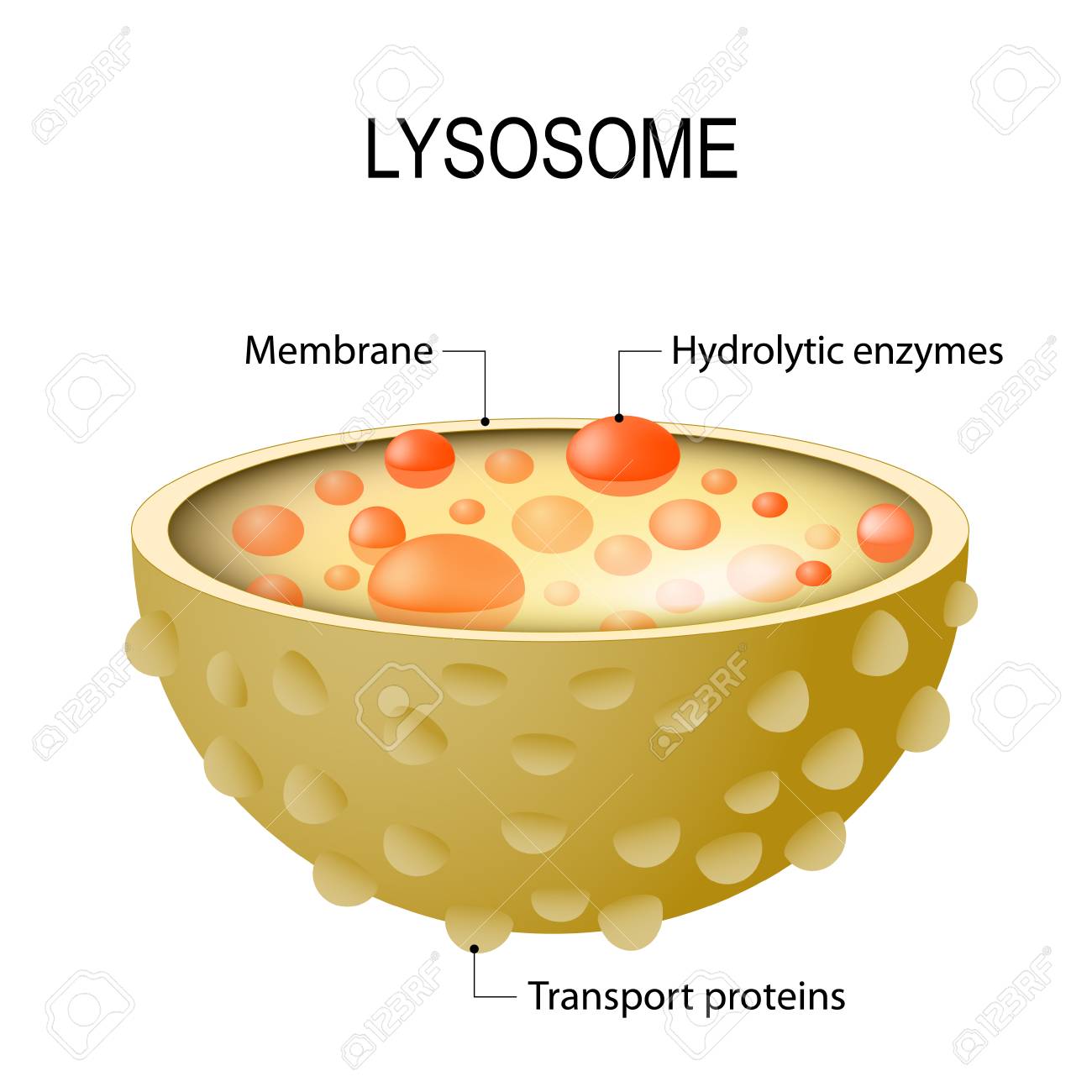 Anatomy of the Lysosome: Hydrolytic enzymes, Membrane and transport proteins. This organelle use the enzymes to break down and digest food particles, engulfed viruses or bacteria in the cell. Vector diagram for medical use - 89686802 Anatomy of the Lysosome: Hydrolytic enzymes, Membrane and transport proteins. This organelle use the enzymes to break down and digest food particles, engulfed viruses or bacteria in the cell. Vector diagram for medical use - 89686802