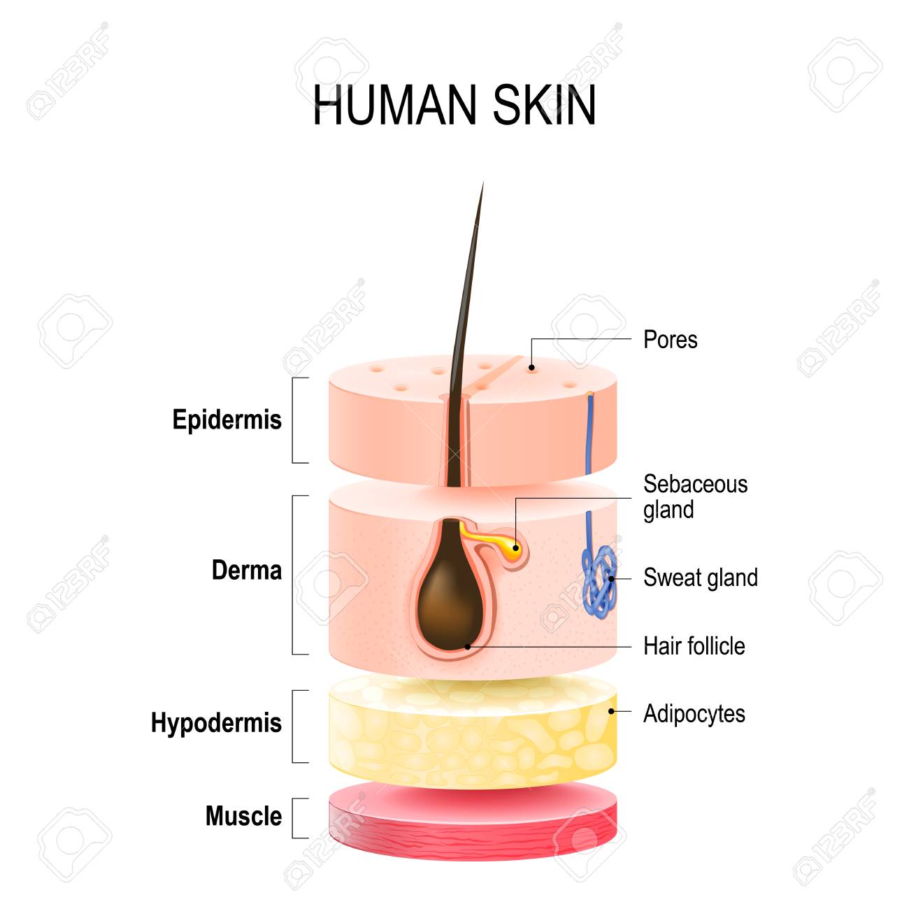 Layers Of Human Skin with hair follicle, sweat and sebaceous glands. Epidermis, dermis, hypodermis and muscle tissue. Vector illustration for your design and medical use - 90848663 Layers Of Human Skin with hair follicle, sweat and sebaceous glands. Epidermis, dermis, hypodermis and muscle tissue. Vector illustration for your design and medical use - 90848663