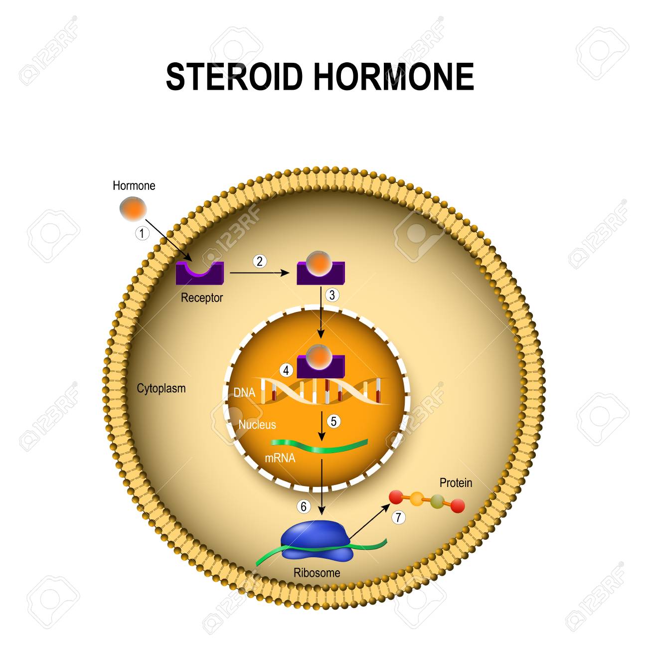 How steroid hormones work. interaction of the hormone with the intracellular receptor. Human endocrine signaling system - 94877768 How steroid hormones work. interaction of the hormone with the intracellular receptor. Human endocrine signaling system - 94877768