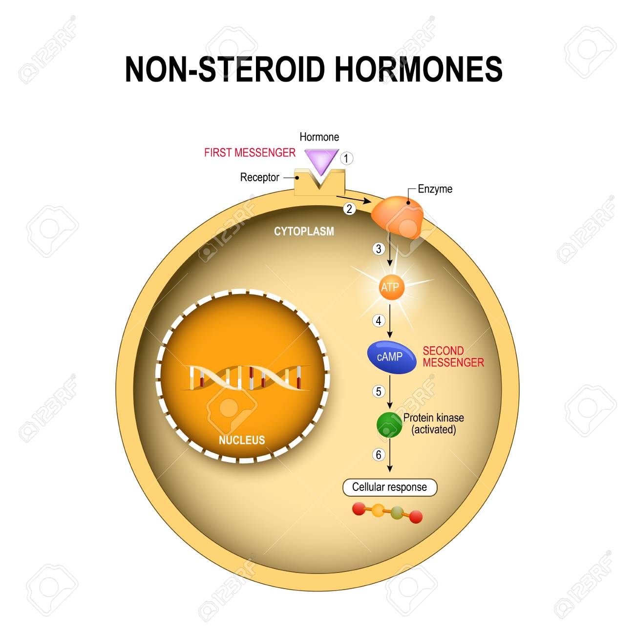 Animal cell with nucleus, cytoplasm, DNA, enzime, protein kinase, receptor, and hormone, how non-steroid hormones work. Non-steroid hormones interact with receptors on the cell membrane and activate secondary messenger systems that carry out their effects within the cell. Human endocrine system. - 95210326 Animal cell with nucleus, cytoplasm, DNA, enzime, protein kinase, receptor, and hormone, how non-steroid hormones work. Non-steroid hormones interact with receptors on the cell membrane and activate secondary messenger systems that carry out their effects within the cell. Human endocrine system. - 95210326