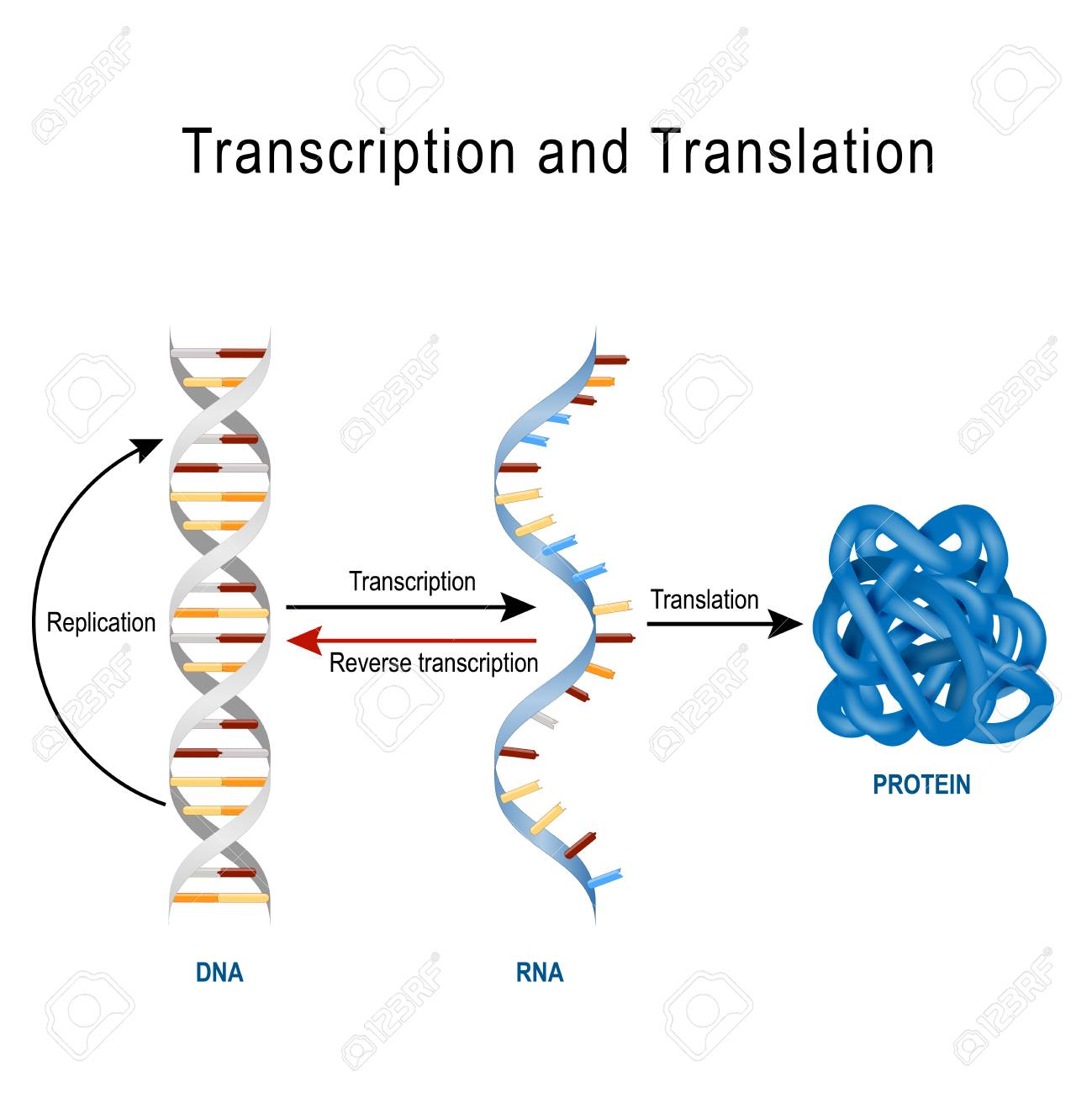 DNA Replication, Protein synthesis, Transcription and translation. Biological functions of DNA. Genes and genomes. Genetic code - 97546060 DNA Replication, Protein synthesis, Transcription and translation. Biological functions of DNA. Genes and genomes. Genetic code - 97546060
