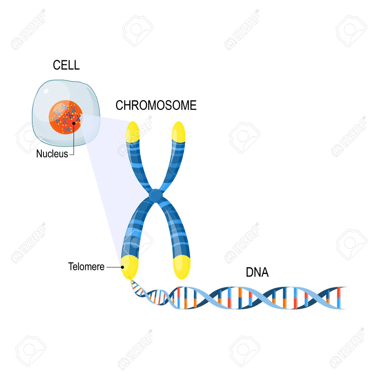 A telomere is a repeating sequence of double-stranded DNA located at the ends of chromosomes. Each time a cell divides, the telomeres become shorter. Cell Structure. The DNA molecule is a double helix. A gene is a length of DNA that codes for a specific protein. Genome Study. Cell, nucleus with chromosomes, telomeres, DNA, and gene - 97574722 A telomere is a repeating sequence of double-stranded DNA located at the ends of chromosomes. Each time a cell divides, the telomeres become shorter. Cell Structure. The DNA molecule is a double helix. A gene is a length of DNA that codes for a specific protein. Genome Study. Cell, nucleus with chromosomes, telomeres, DNA, and gene - 97574722