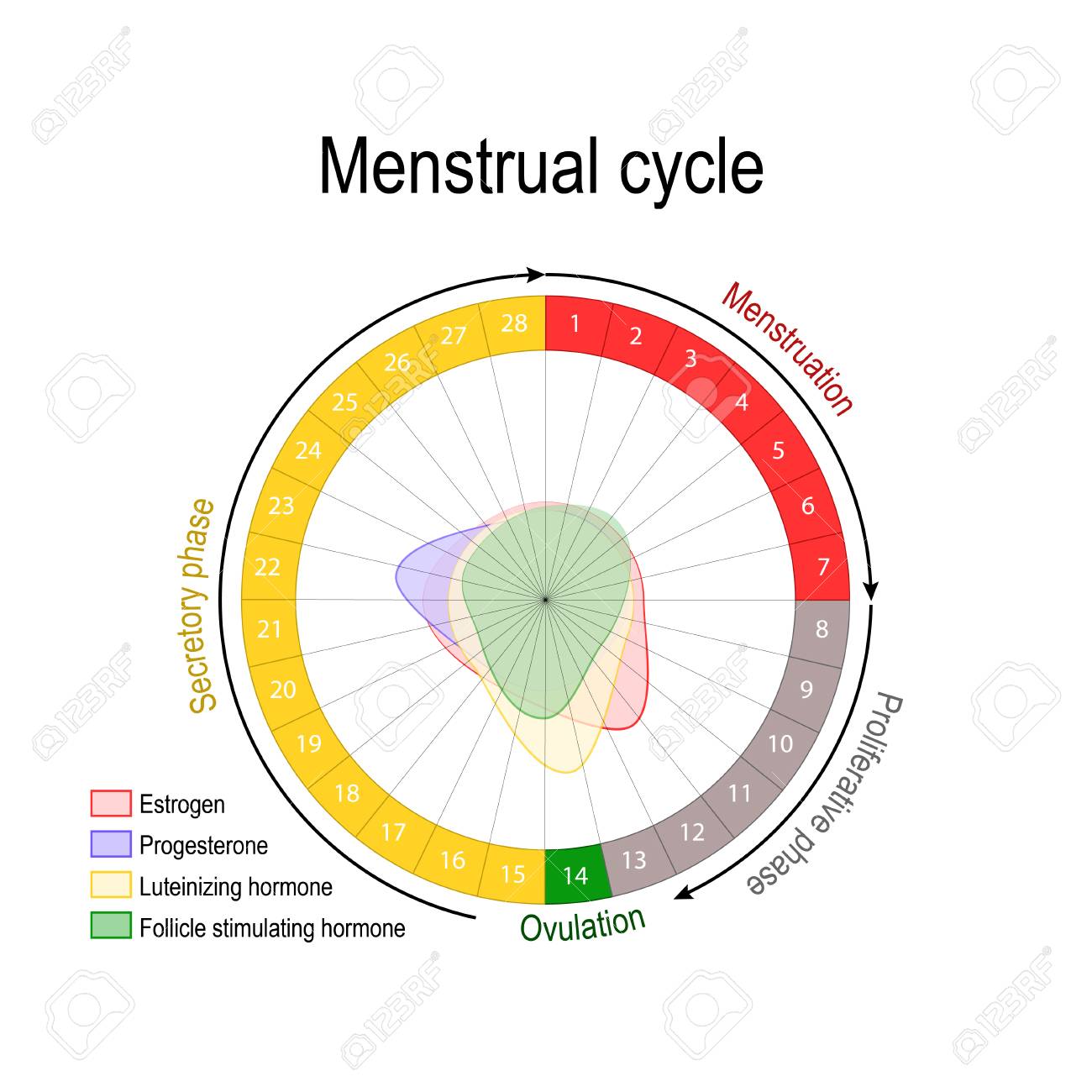 Ovulation Cycle Chart