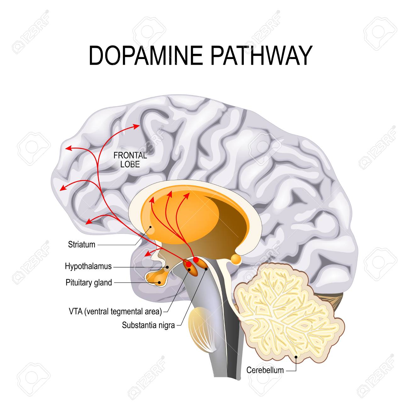 pix Dopamine Pathways Of The Brain 123rf