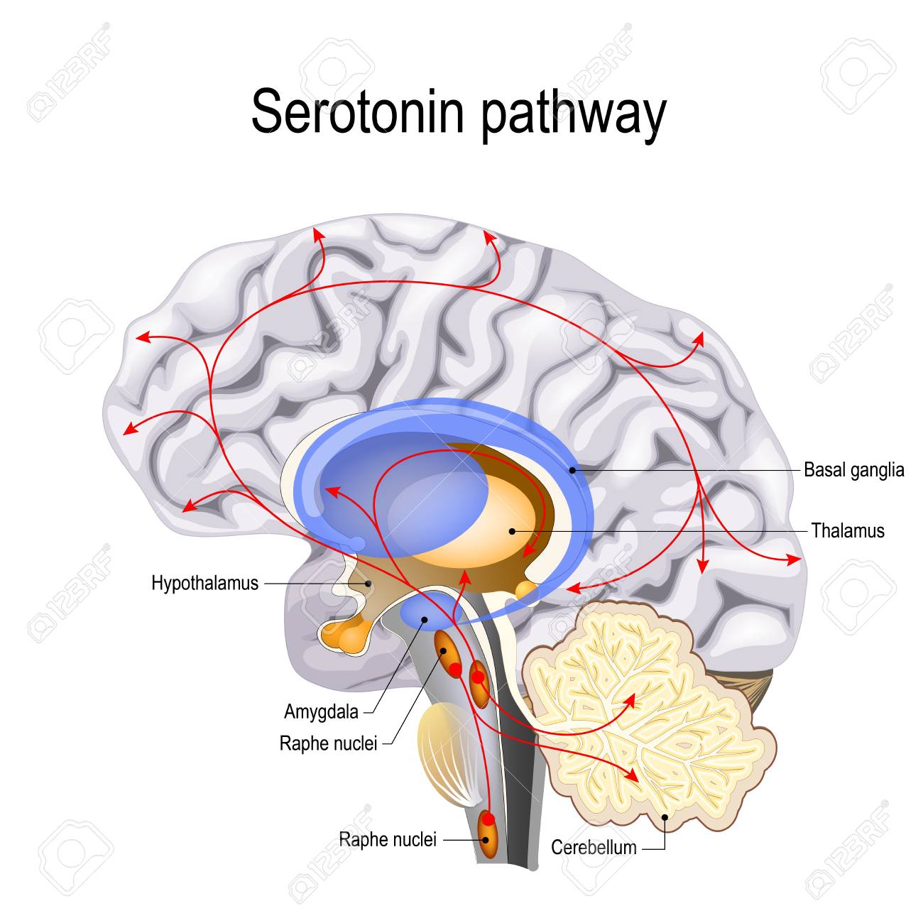 Serotonin pathway. Humans brain with serotonin pathways. psychiatric and neurological disorders. - 102772841 Serotonin pathway. Humans brain with serotonin pathways. psychiatric and neurological disorders. - 102772841