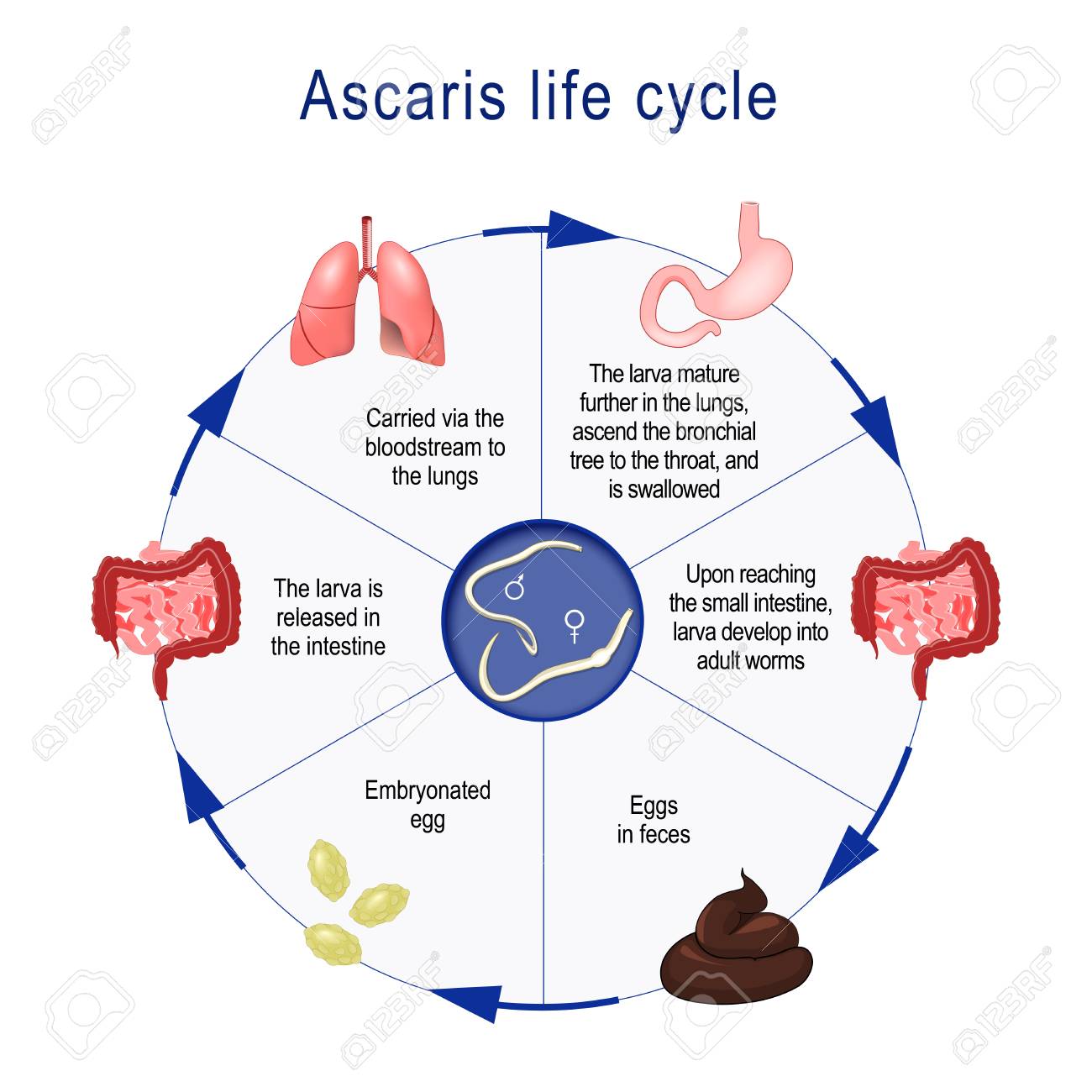 Ascaris Lumbricoides Life Cycle The Arrows Indicate The Direction Of Worm Migration In The Human Body