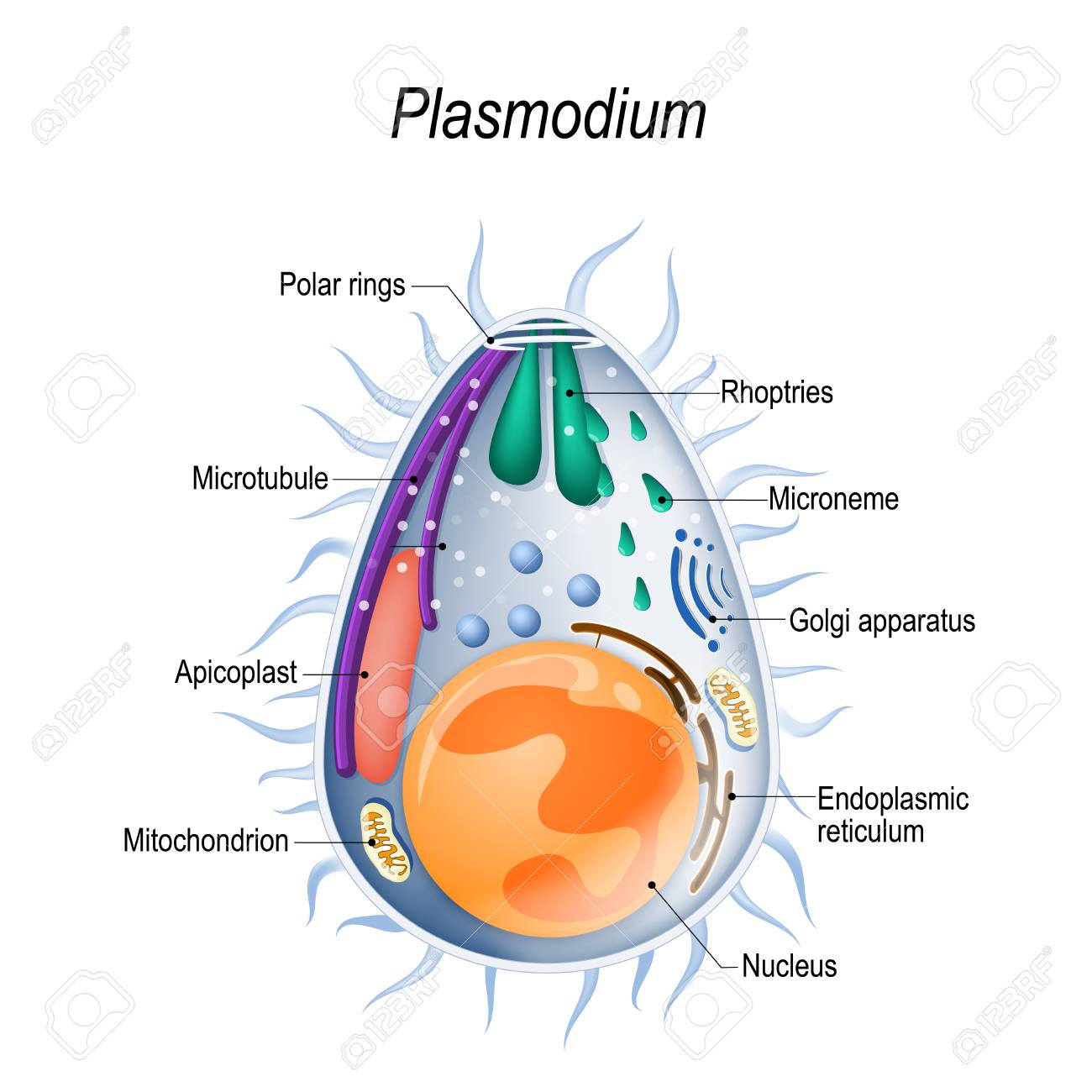 105359329-plasmodium-is-the-malaria-parasite-is-a-large-genus-of-parasitic-protozoa-infection-with-these-proto.jpg