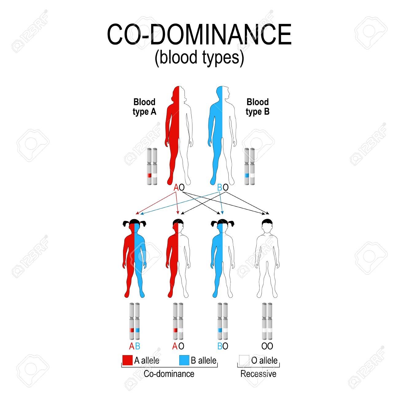 예를 들어 인간의 A 및 B 혈액형과 같은 상 염색체 우성 또는 상 염색체 열성 (O 형은 A와 B에 대해 열성). 유전 질환. 잠재적  인 결과를 보여주는 벡터 다이어그램. 교육, 과학 및