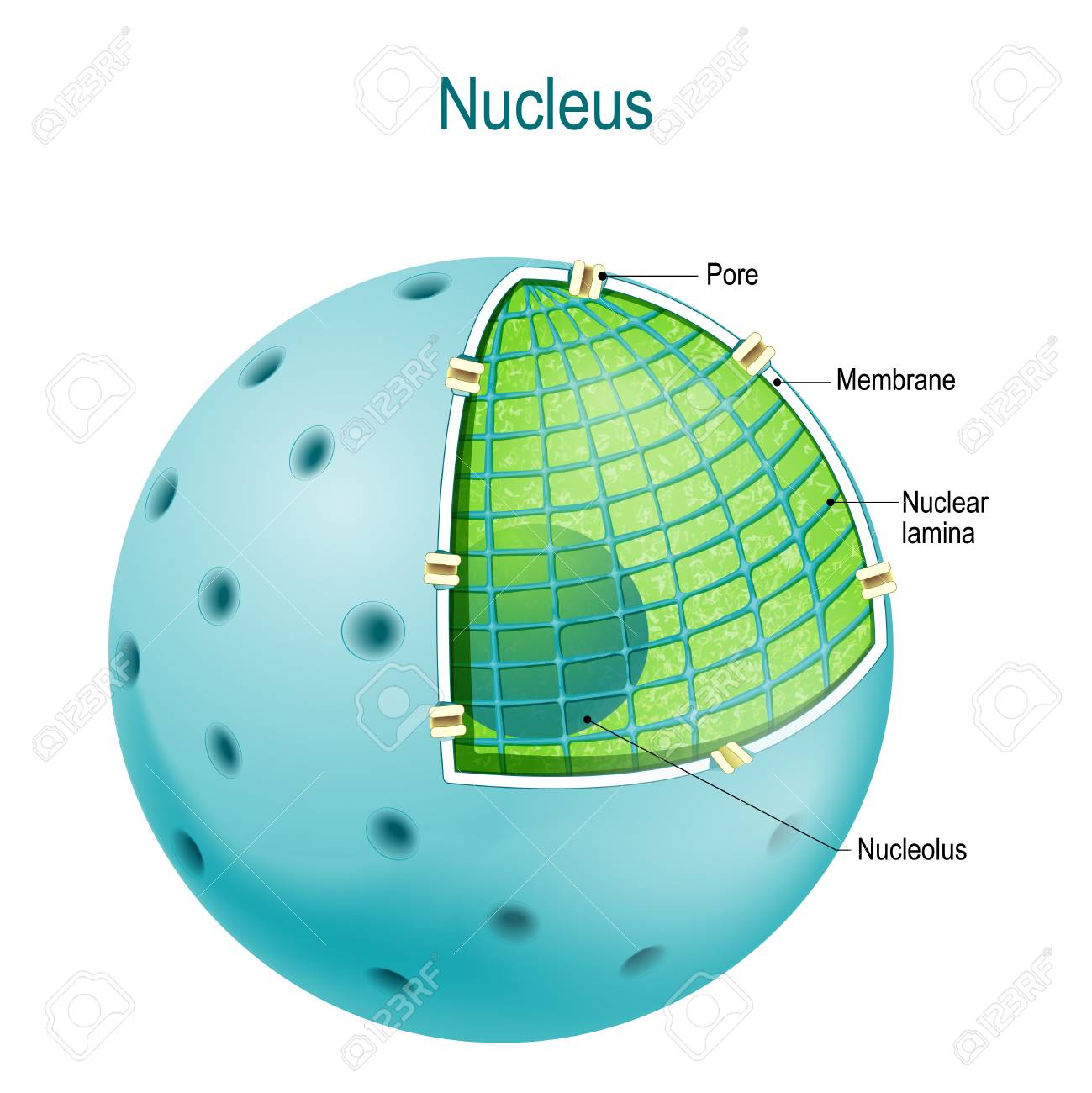 핵의 구조. 세포핵의 일부: 핵막, 막, 공극, 핵질, 핵소체 로열티 무료 사진, 그림, 이미지 그리고 스톡포토그래피. Image  128230633