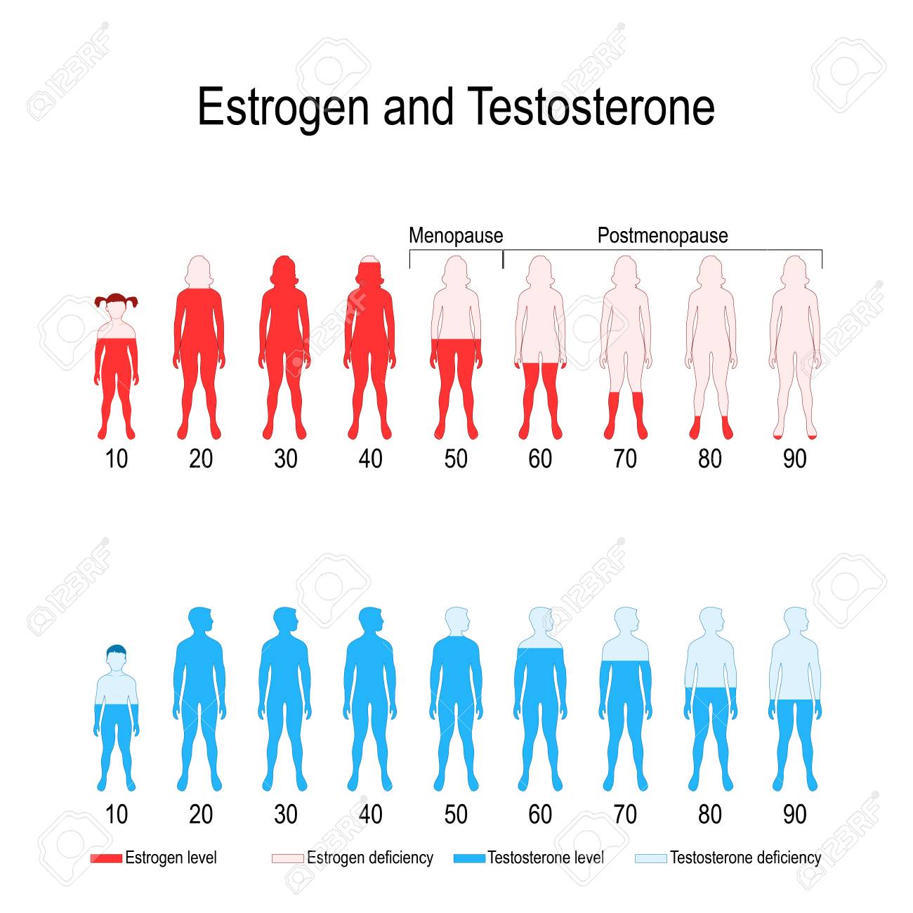 Estrogen and testosterone hormone levels. chart. vector diagram for your design, biological, medical, educational and scientific use. - 119628140 Estrogen and testosterone hormone levels. chart. vector diagram for your design, biological, medical, educational and scientific use. - 119628140