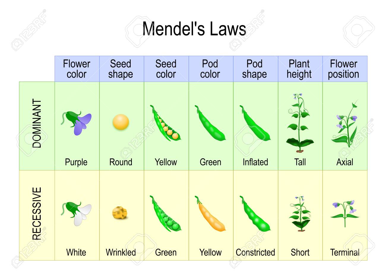 mendel s garden pea plant experiment mendelian inheritance principle of dominance