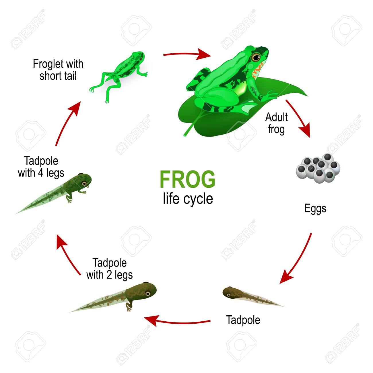 Frog Life Cycle From Eggs And Tadpoles To Froglet With Short Tail And Adult Amphibia Vector Diagram For Educational Science And Biological Use Royalty Free Cliparts Vectors And Stock Illustration Image 125585694