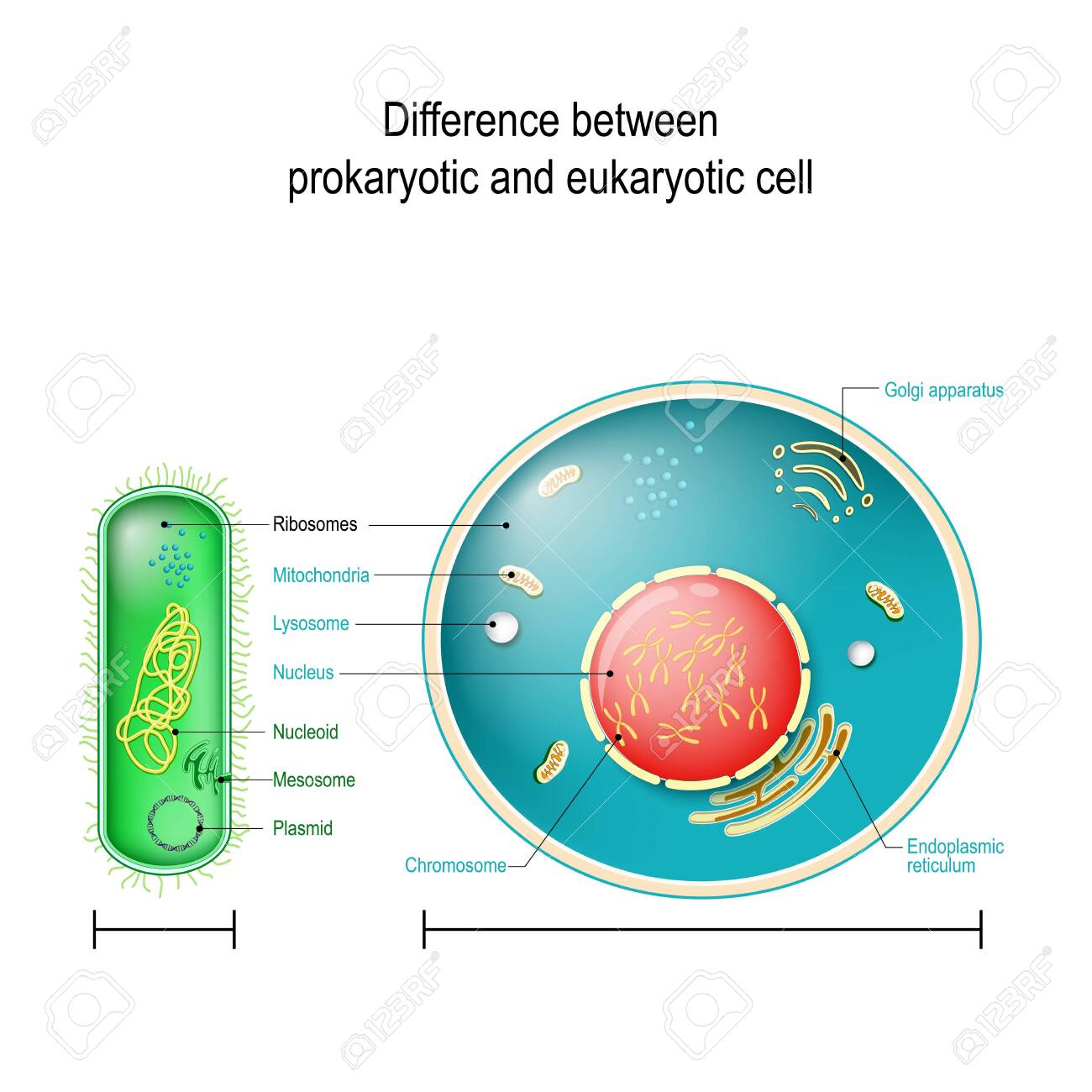 Prokaryote Vs Eukaryote. Differences Between Prokaryotic And Eukaryotic  Cells. Vector Diagram For Education, Medical, Biological And Science Use  Royalty Free SVG, Cliparts, Vectors, and Stock Illustration. Image  129344356., image size:1300x1300