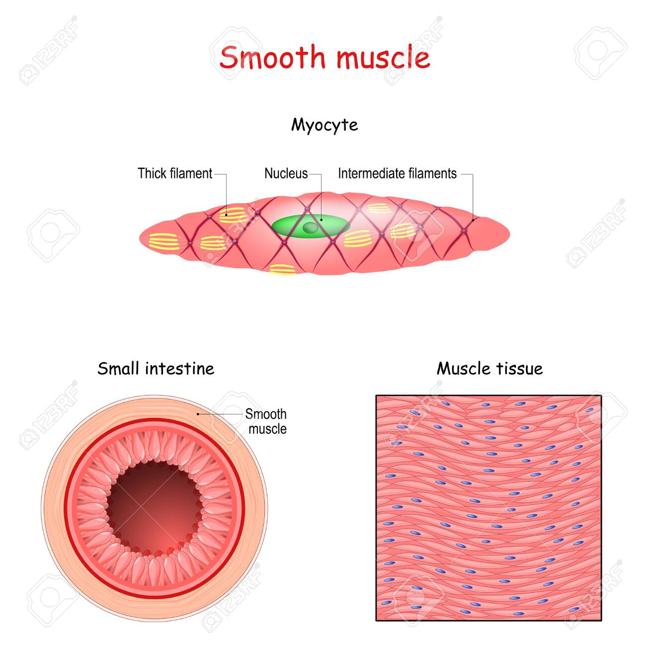 Structure Of Smooth Muscle Fibers Anatomy Of Myocyte Background Of Smooth Muscle Tissue Set Of Vectors Illustrations For Education Sports And Medical Use Royalty Free Cliparts Vectors And Stock Illustration Image 134897887