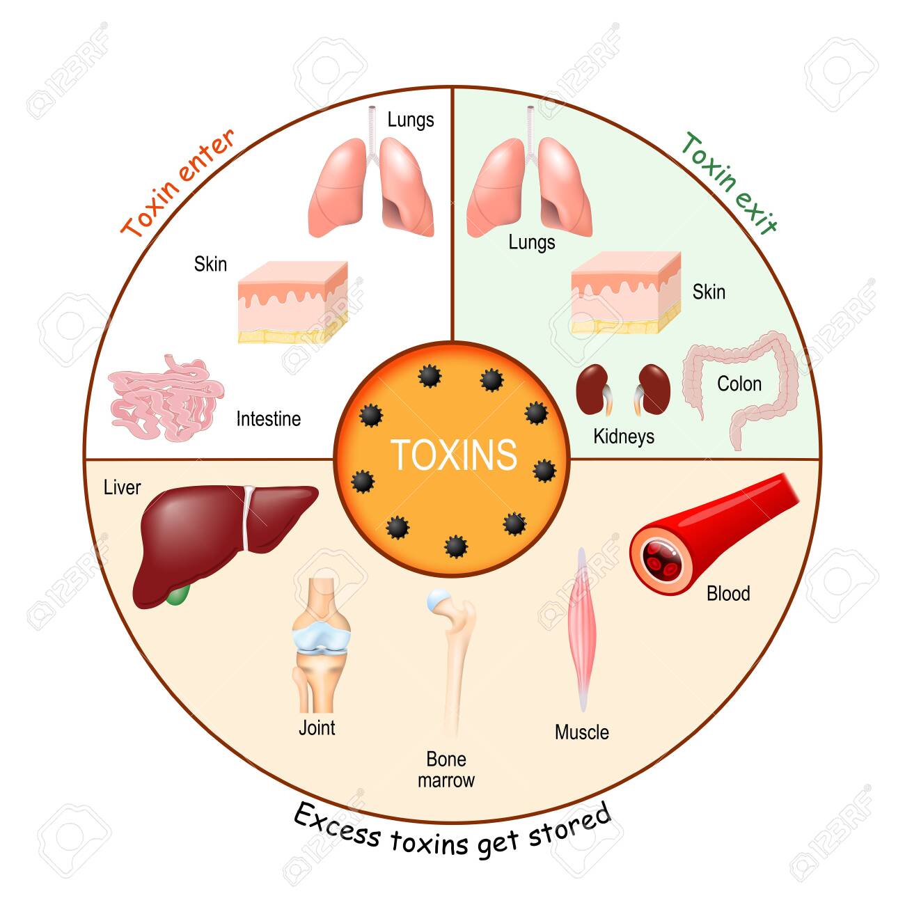 epidemiologia diphildobothriasis prevenirea antihelmintică