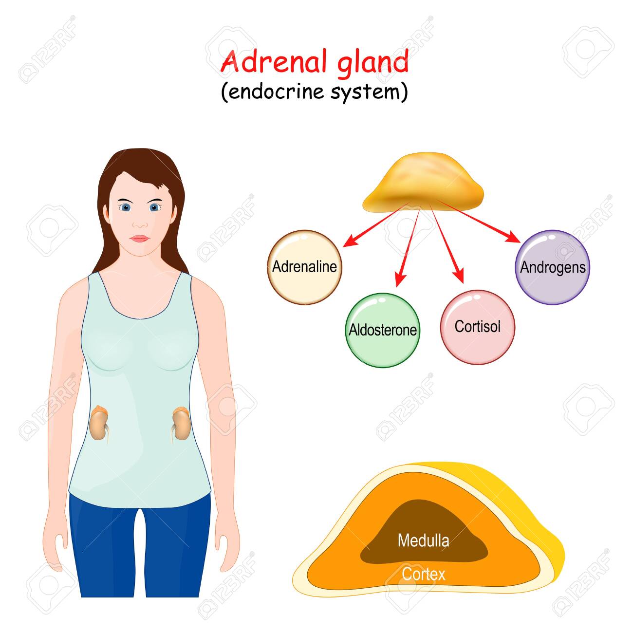 Adrenal Gland Human Endocrine System Structure Location And Function Of The Suprarenal Glands Woman With Highlight Of The Adrenal Gland Royalty Free Cliparts Vectors And Stock Illustration Image 153031110