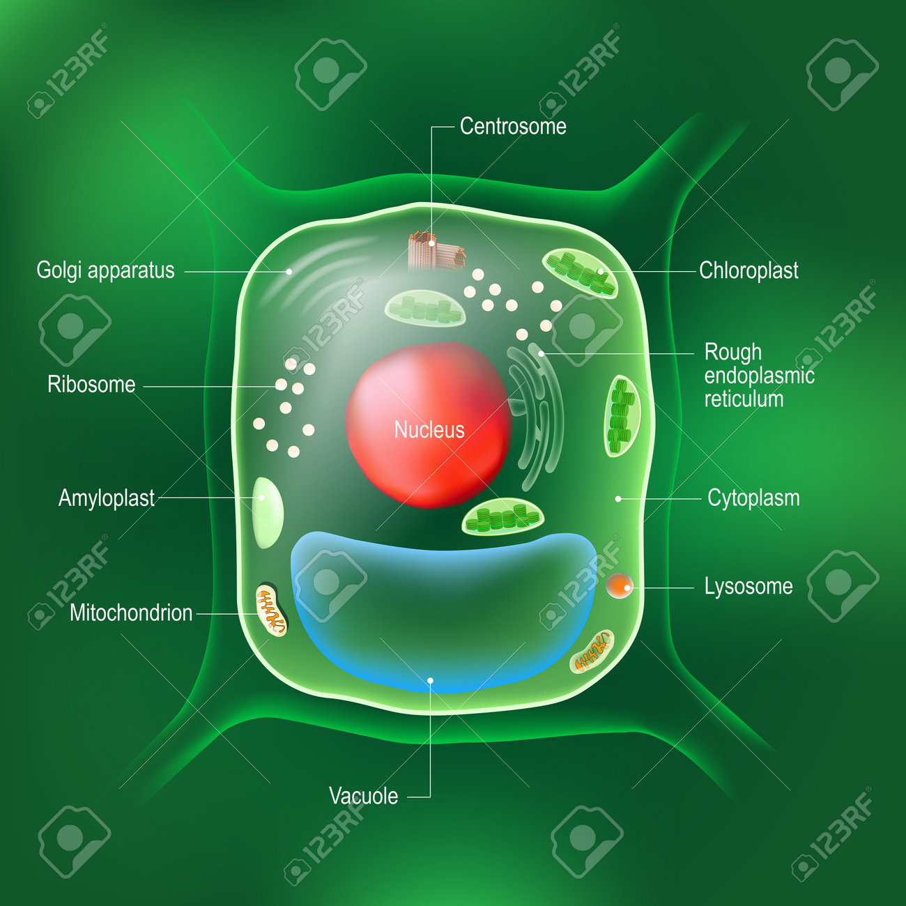 44 Golgi complex Stock-Illustrationen | DepositPhotos, image size:1300x1300