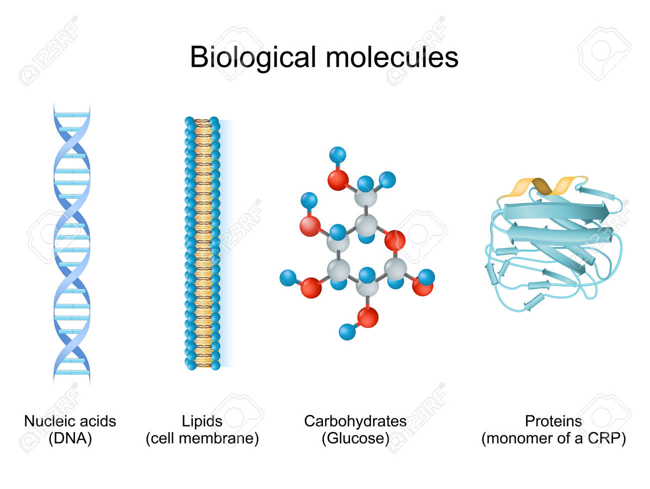 Carbohydrates | PPT, image size:1300x978