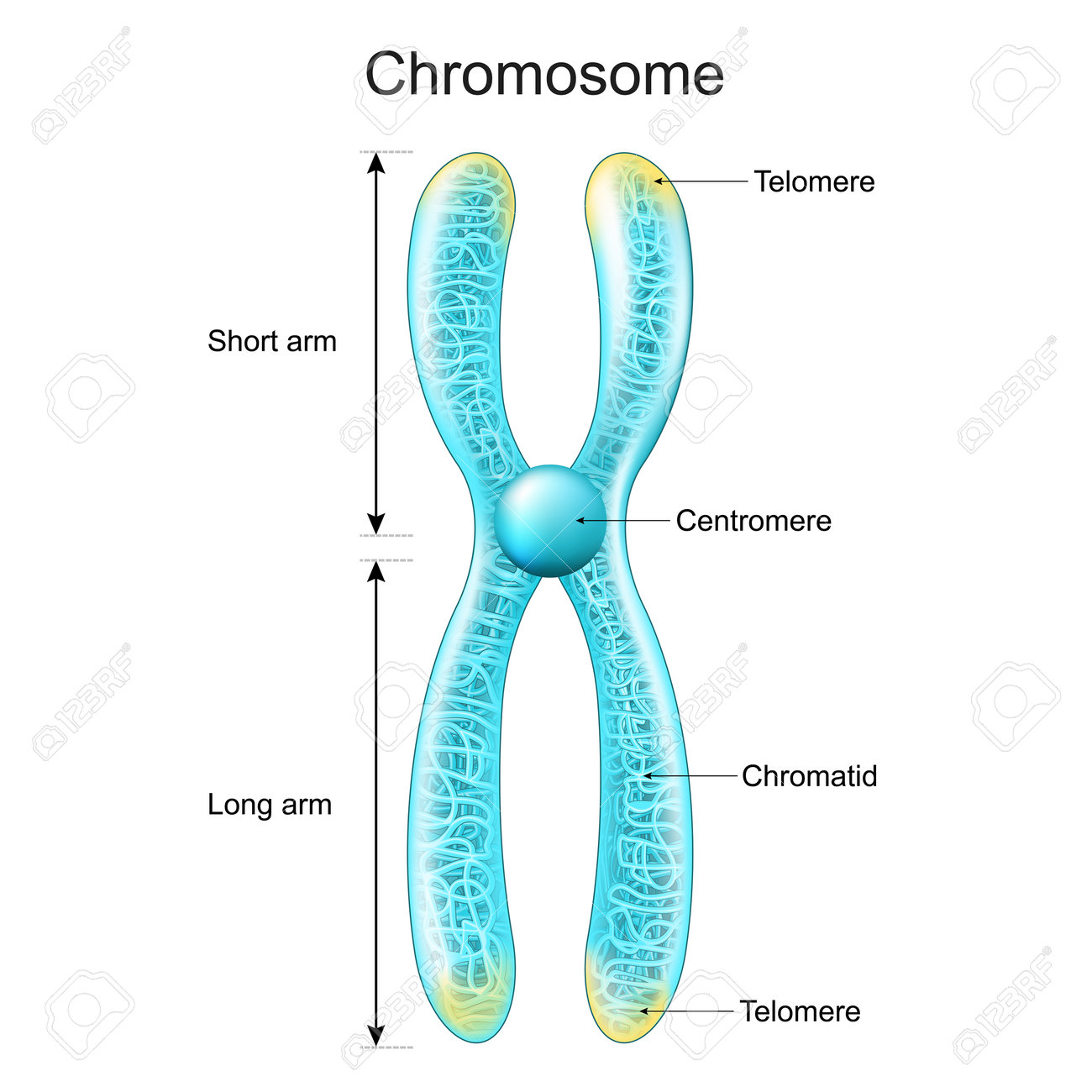 染色体の構造染色分体、セントロメア、短腕、長腕に詰め込まれた遺伝物質。中期。輝く効果を持つ透明な染色体。ベクター画像ポスターのイラスト素材・ベクター  Image 195535401