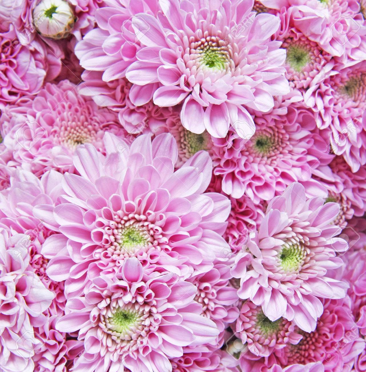 Pink Chrysanthemum Flower Background Stock Photo Picture And Royalty Free Image Image