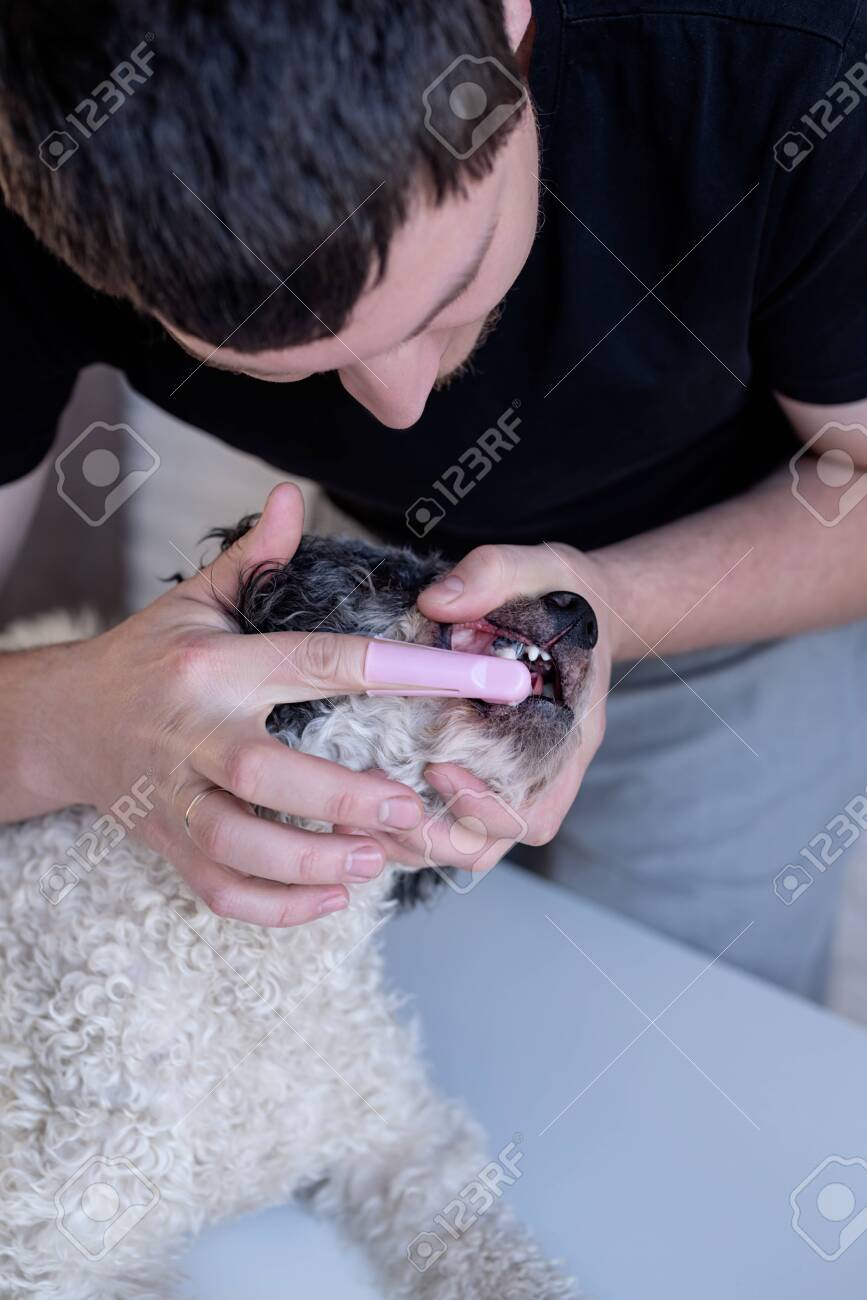 Man Brushing Teeth Of A Cute Bichon Frise Dog Stock Photo Picture And Royalty Free Image Image