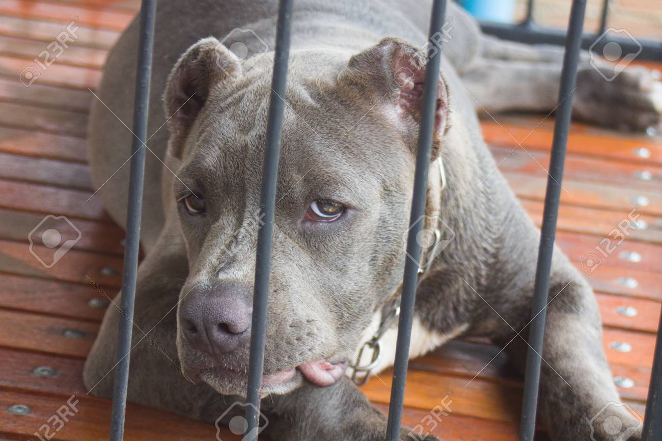 pitbull cage