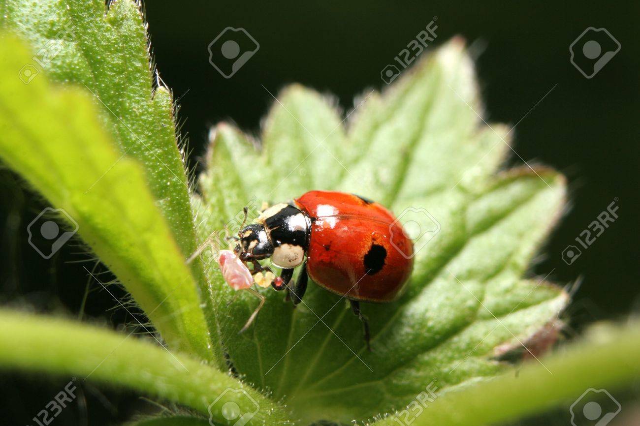 イラクサ植物のアブラムシを食べる 2 つの斑点のテントウムシ の写真素材 画像素材 Image イラクサ植物のアブラムシを食べる 2 つの斑点のテントウムシ の写真素材 画像素材 Image