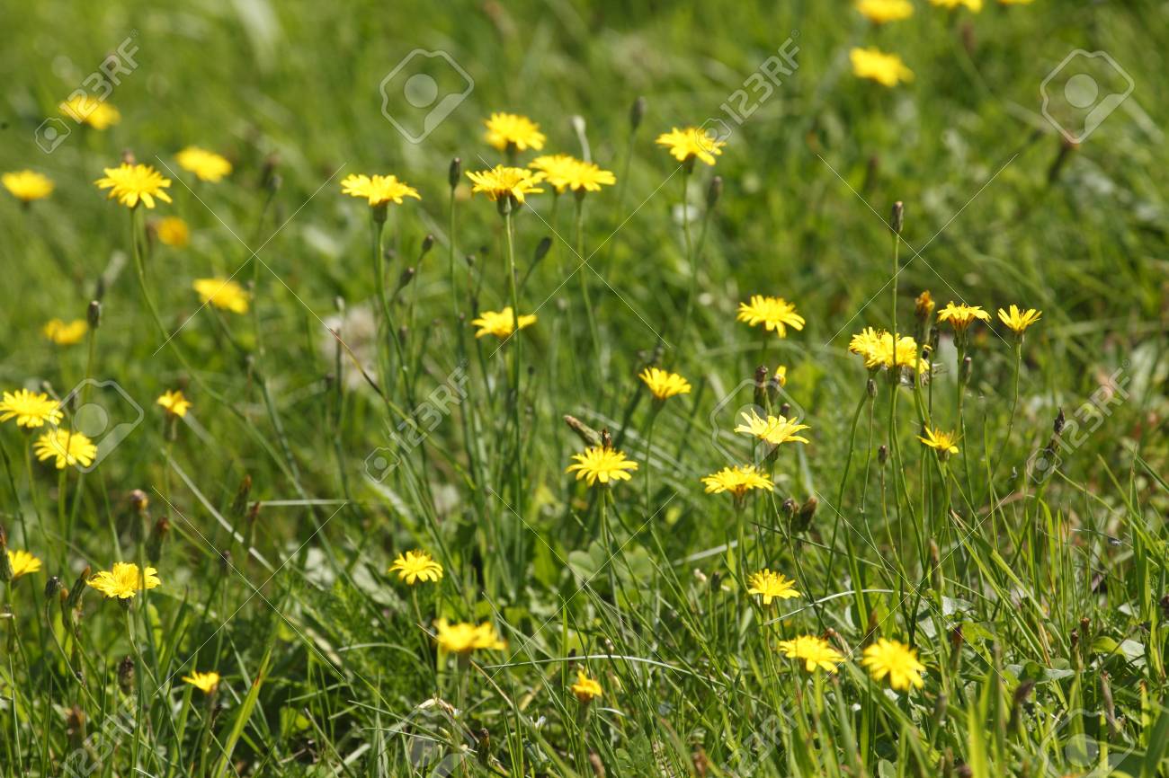 Prato Di Fiori Con Fiori Gialli Sboccianti Estivi Foto Royalty Free ... Prato Di Fiori Con Fiori Gialli Sboccianti Estivi Foto Royalty Free ...