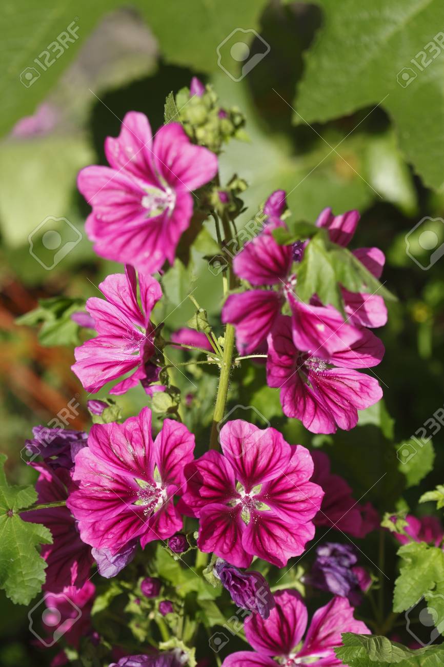 紫のフロックスの花 の写真素材 画像素材 Image