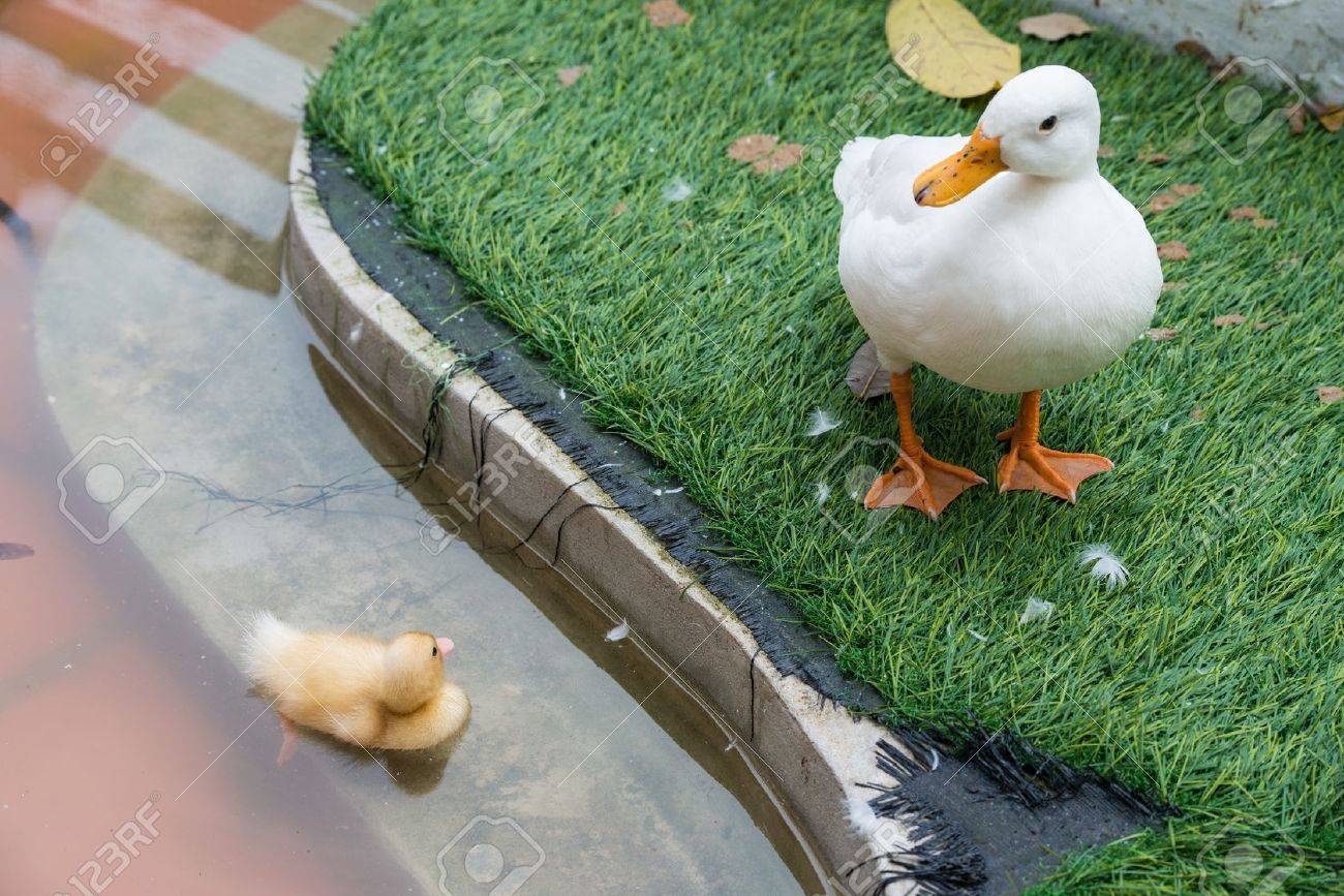 Große Bilder von der Ente